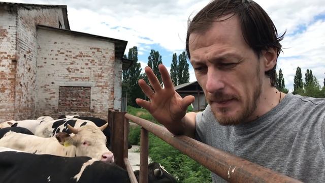 ПОЧЕМУ ЛЕТОМ СКОТ ПЛАЧЕТ ИЛИ БОЛЕЗНЬ ПРИВОДЯЩАЯ К СЛЕПОТЕ