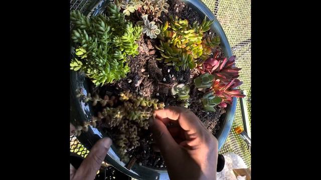 Large Succulent Arrangement by Beyond Borders смотреть онлайн