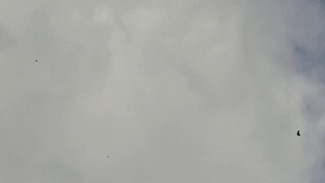 НИКОЛАЕВСКИЕ ГОЛУБИ-САМОПОДЪЁМ. смотреть онлайн