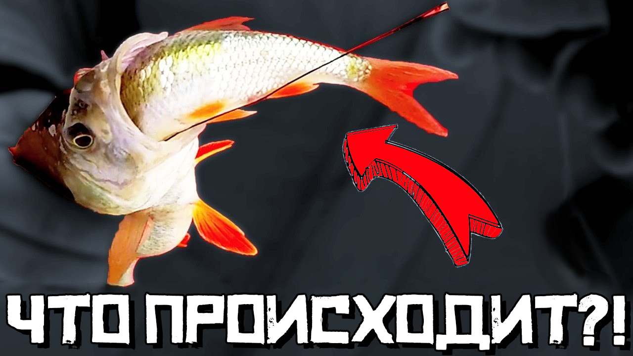 ДУМАЛ ТАК НЕ БЫВАЕТ! Окуни на ЖЕРЛИЦЫ! Первый лед 2022 смотреть онлайн