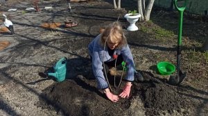 Как сажать калину. Как пересадить калину весной