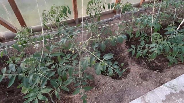 28 мая виноград в Ивановской области ,открытие его после возвратных заморозков смотреть онлайн