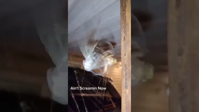 Паук-кругопряд демонстрирует с какой быстрой скоростью заматывает паутиной свою жертву. смотреть онлайн