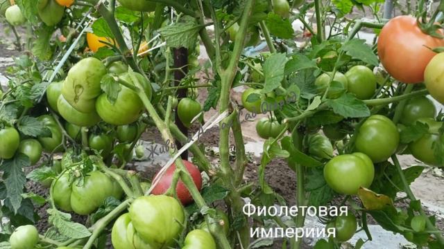 Изумительно вкусный томатный гном "Фиолетовая империя" с впечатляющей урожайностью смотреть онлайн