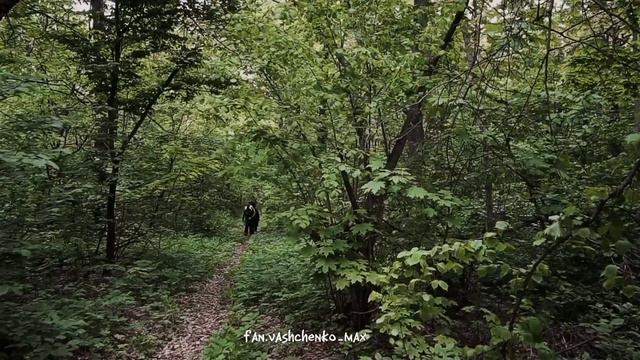 Кто или что это было в лесу? @max.vashchenko @vashchenko_live смотреть онлайн