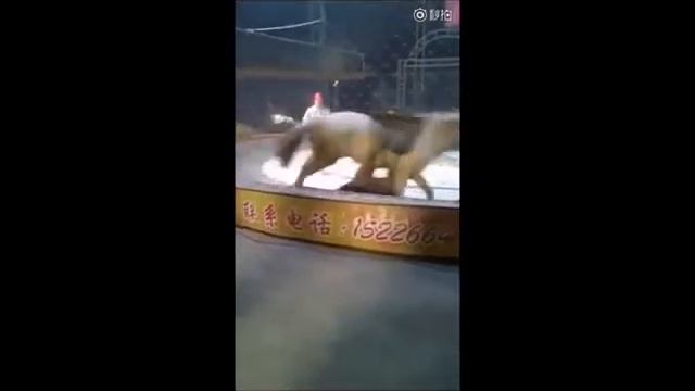 Лошадь ПРОТИВ ТИГРА И ЛЬВА смотреть онлайн