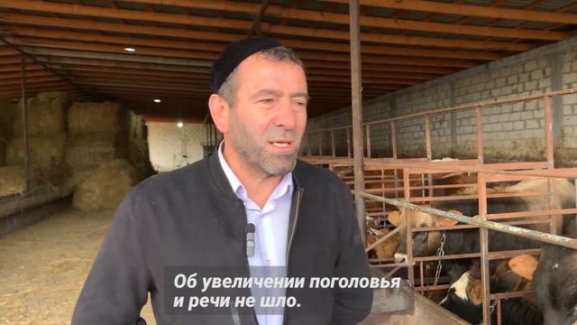 Труд во благо. Фермер Абубакар Сапралиев из Ингушетии - о расширении поголовья скота
