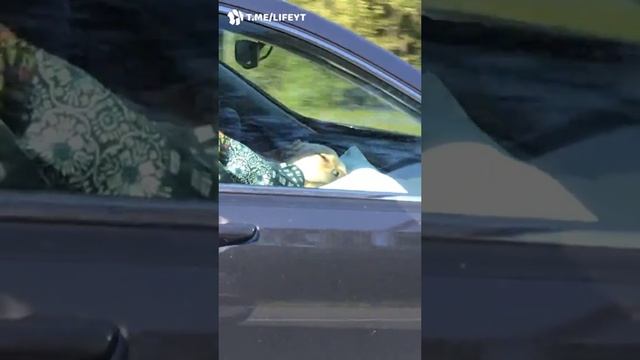 Коротко о том, как я хочу ездить домой с работы смотреть онлайн