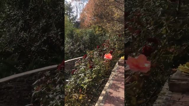 Дорогие друзья, поздравляю Вас с Днем народного единства и Днем Казанской иконы Божией Матери!❤️✨ смотреть онлайн