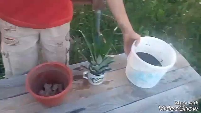 Видео урок:Как посадить ананас. смотреть онлайн