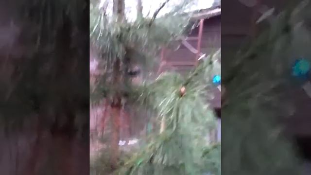 День Сбычи Мечт и подарок смотреть онлайн