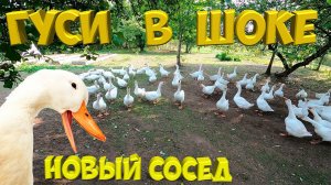 Гуси в шоке. Новый сосед у гусят.  [Жизнь в деревне]