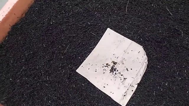 Совместный эксперимент с Владимиром. Часть вторая. (разведение червя) смотреть онлайн