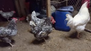 Пушкинская порода кур. Яйценоскость.
