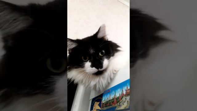 Кот зевнул на весь экран!😻 смотреть онлайн
