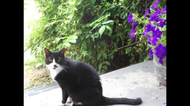 Robert Patterson: The Cat Menagerie for The House of Mews смотреть онлайн