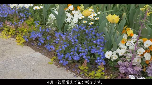 ガーデニング暮らし｜秋に植える?春に咲く宿根草とグランドカバー5選｜ブルーベリーの収穫終わり｜小さなカゴで秋の寄え作り смотреть онлайн