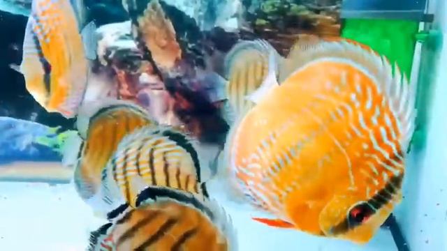 Дикие дискусы от Thanh Huynh смотреть онлайн