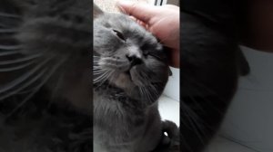 Гладь котов.