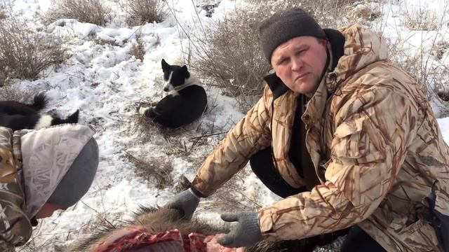 Зимняя охота с собаками, разделка свиньи (18+)!!!