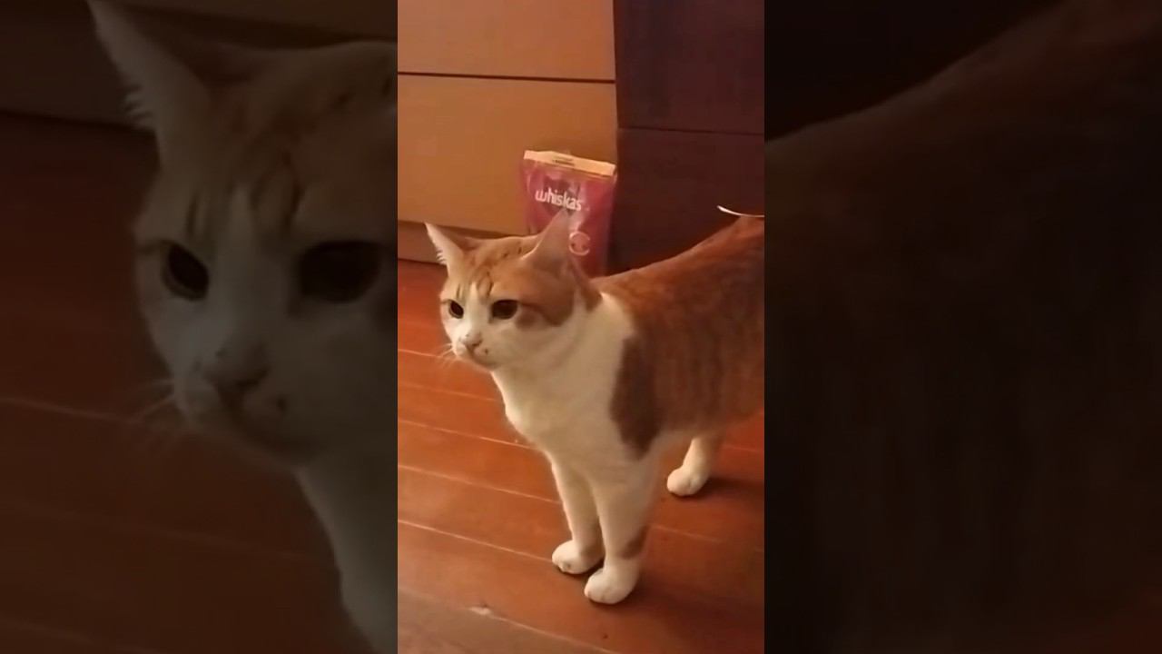 Обратнокот #всегопонемногу #кот #котики #приколы смотреть онлайн