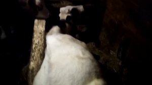 Тимпания рубца  у теленка\вздутие\жизнь в деревне