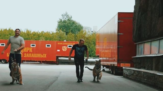 Тигромания!