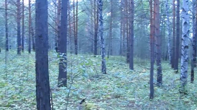 Очень красиво в лесу смотреть онлайн