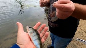 Рыбалка на Оке. Резинка отлично ловит хищника