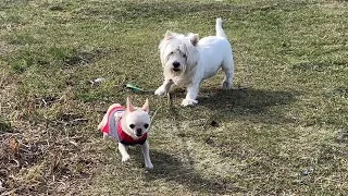 Чихуахуа. Лиза и её друзья. смотреть онлайн