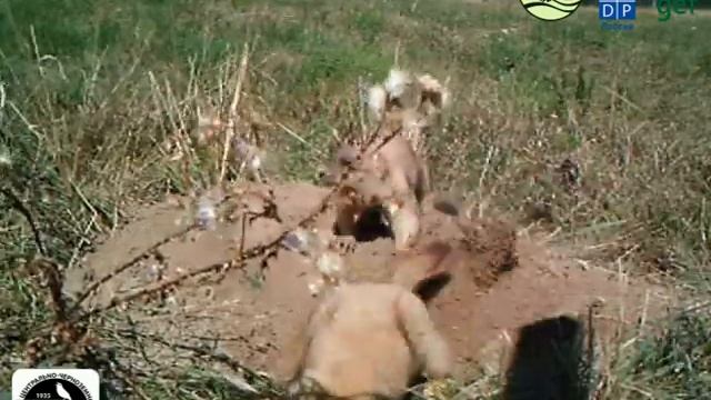 Сурки укрепляют социальные связи и готовятся к зиме смотреть онлайн