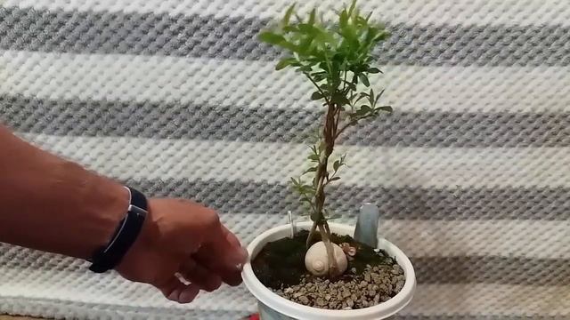 Заплетенный косичкой гранат Результат кардинальной обрезки Pigtail Braided Pomegranate смотреть онлайн