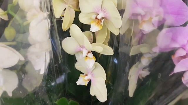 Как вам такое ОФИГЕННОЕ поступление ОРХИДЕИ в КАСТОРАМА Orchids ORCHID орхидея ОРЕНБУРГ Обзор смотреть онлайн