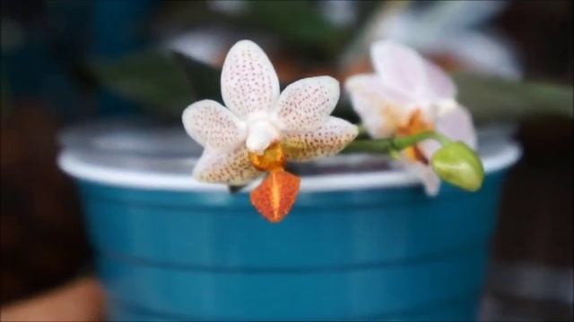 Orchid - Phalaenopsis Mini Mark in Bloom смотреть онлайн