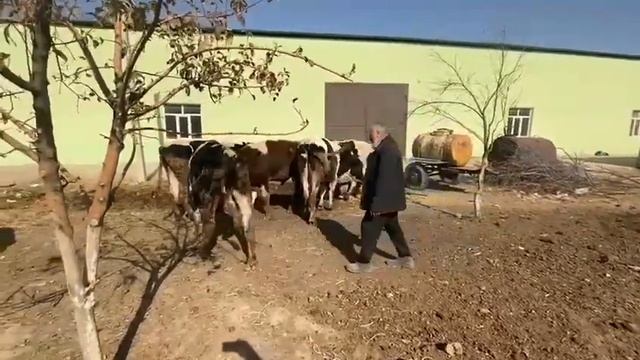 Быки породы Голштино-фризкая на продажу! смотреть онлайн