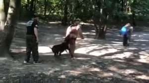 Кане-корсо работает на защиту 4 фигуранта)