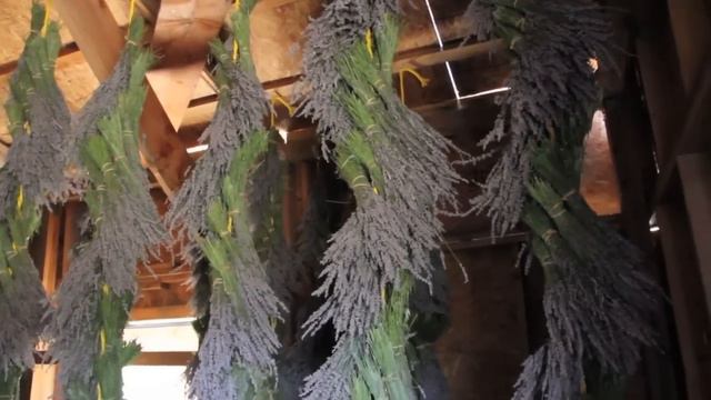 Farm Camp at Highland Springs Resort: Lavender Harvest смотреть онлайн