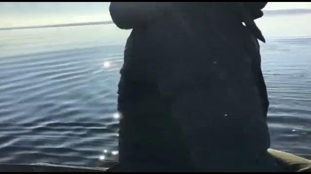 Нерпа дразнит людей смотреть онлайн