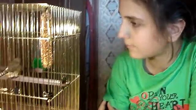 Болезни амадинов смотреть онлайн
