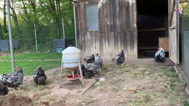 Куры породы Виандот смотреть онлайн