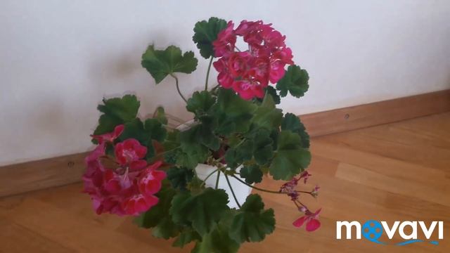 Самая яркая пеларгония глазастик PAC Flower Fairy Berry смотреть онлайн