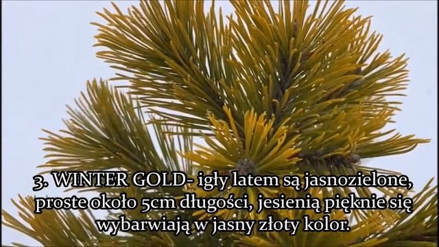 Sosna górska syn. kosodrzewina: Pinus Mugo: Mops,Winter Gold, Picobello, Pumilio,Sunshine co wybrać смотреть онлайн