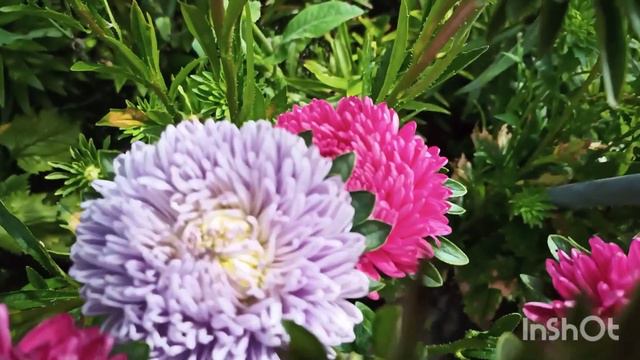 Пять оттенков астры Хризантелла в моем саду