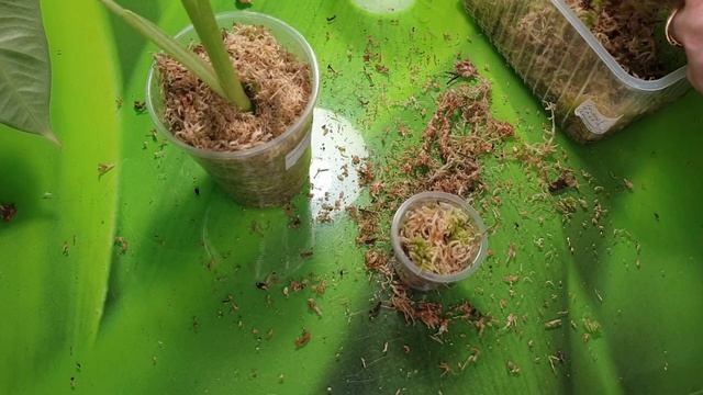 Алоказия Фредерек смотреть онлайн