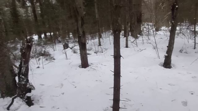 Третий день поиска щенка смотреть онлайн