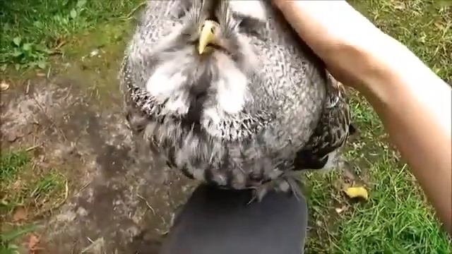 Красавица СОВА! смотреть онлайн