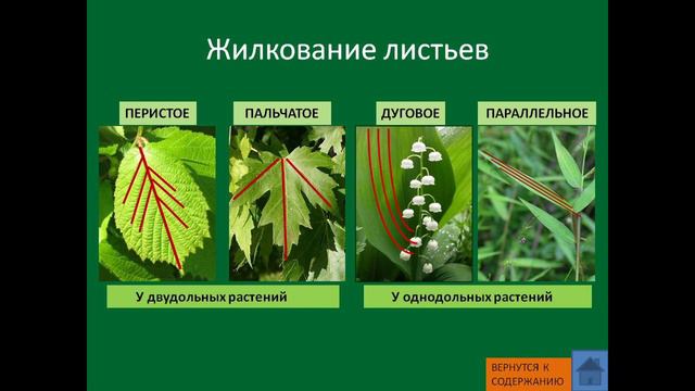 биология сртоение семян 6 класс смотреть онлайн