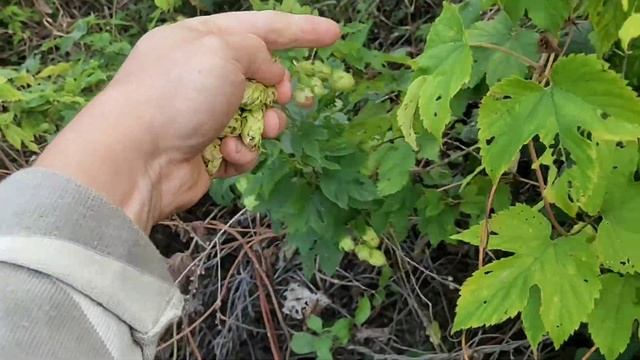Хмель смотреть онлайн