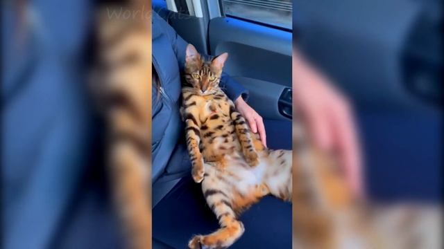 ?Милые котики| Подборка милых котиков| Милые коты и кошки 2023? смотреть онлайн