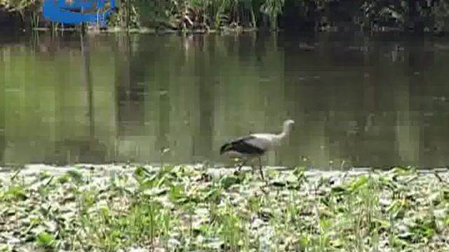 Борисов смотреть онлайн